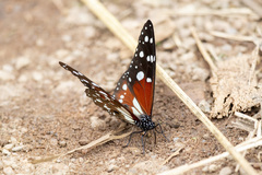 Tirumala formosa mercedonia