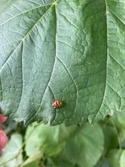 Harmonia axyridis