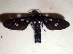 Auriculoceryx basalis