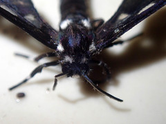 Auriculoceryx basalis