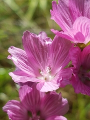 Sidalcea malviflora