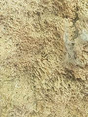 Euplagia quadripunctaria