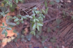 Myrtus communis