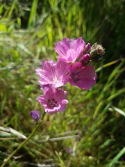 Sidalcea malviflora