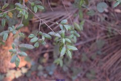 Myrtus communis