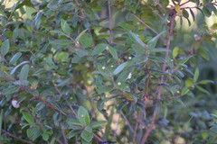Myrtus communis