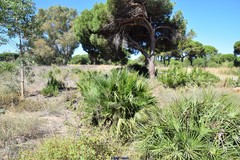 Pinus pinea