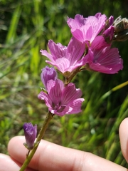 Sidalcea malviflora