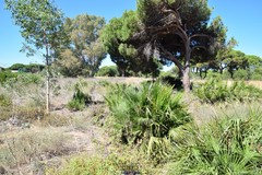 Chamaerops humilis