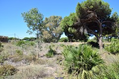 Eucalyptus resinifera