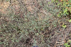 Polygonum equisetiforme