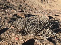 Mesembryanthemum tomentosum