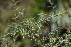 Ulex australis