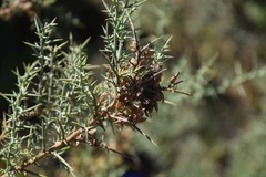 Ulex australis