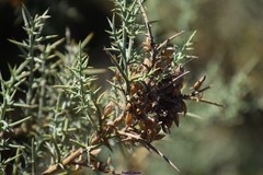 Ulex australis