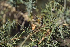 Ulex australis