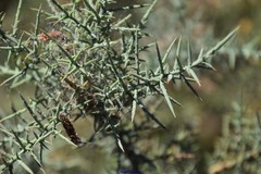 Ulex australis