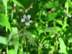 Geranium asiaticum