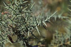 Ulex australis
