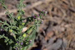 Cynoglossum clandestinum