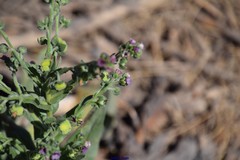 Cynoglossum clandestinum
