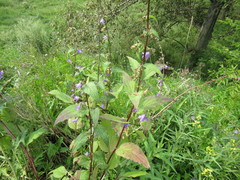 Campanula rapunculoides