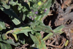 Cynoglossum clandestinum