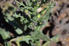 Cynoglossum clandestinum