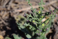 Cynoglossum clandestinum