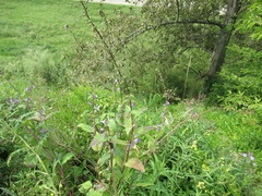 Campanula rapunculoides