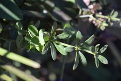 Rubia peregrina