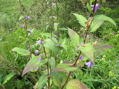 Campanula rapunculoides