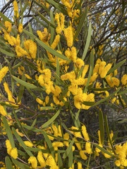 Acacia neurophylla