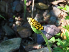 Polythrena coloraria