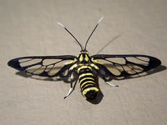 Ceryx hageni