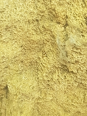 Euplagia quadripunctaria