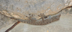 Ptyodactylus puiseuxi