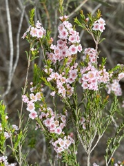 Thryptomene