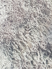 Euplagia quadripunctaria