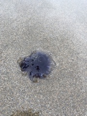 Cyanea lamarckii