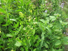 Sisymbrium volgense
