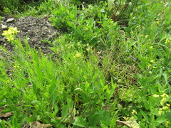 Sisymbrium volgense