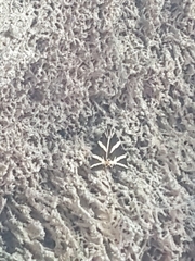 Euplagia quadripunctaria