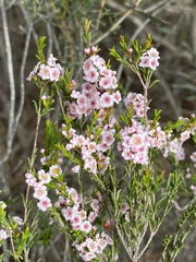 Thryptomene