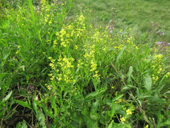 Sisymbrium volgense