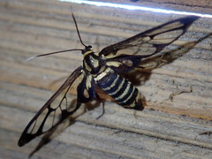 Ceryx hageni