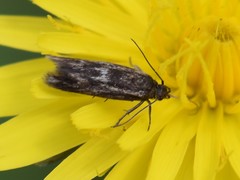 Scythris cicadella
