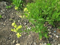 Sisymbrium volgense