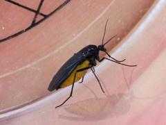 Sciara hemerobioides