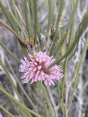 Hakea invaginata